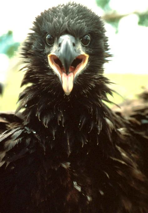 Free picture: bald, eagle, fledgling, up-close, haliaeetus leucocephalus