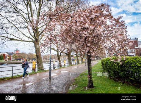 Bremen, Germany. 04th May, 2021. The wind blows through the branches of ...