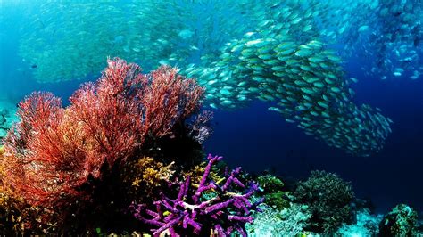 Coral Reef Wallpaper HD (65+ images)