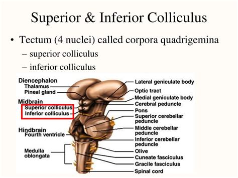 PPT - Brain PowerPoint Presentation, free download - ID:804181