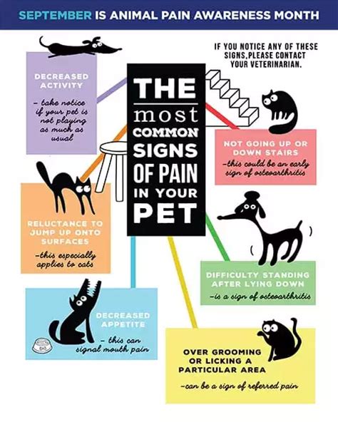 What Are Signs That Your Dog Is In Pain