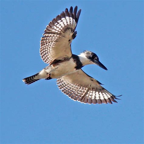 Belted Kingfisher Migration | IUCN Water