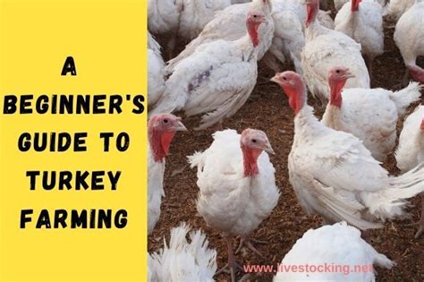 A Beginner's Guide to Turkey Farming | Turkey farm, Turkey, Farm