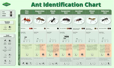 Free Printable Ant Identification Charts [PDF] With Pictures