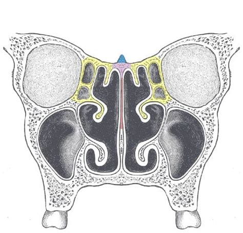 Ethmoid Bone - Location - Structure - Relationships - TeachMeAnatomy