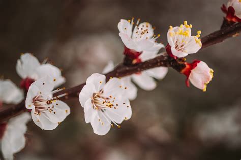 5 Places to See Plum Blossom in Tokyo - GaijinPot