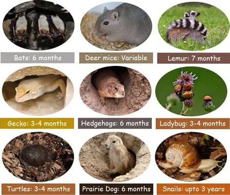 Difference Between Hiberantion and Aestivation (Estivation) (with Comparison Chart) - Bio ...