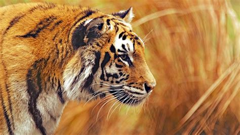 Animales Tigre 4k Ultra HD Fondo De Pantalla