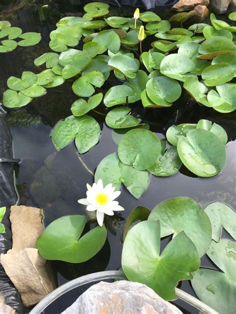 Koi Pond and water plants