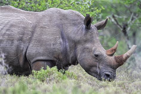 Square-lipped Rhinoceros | High-Quality Animal Stock Photos ~ Creative ...