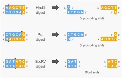 Restriction Enzyme Basics | Thermo Fisher Scientific - US