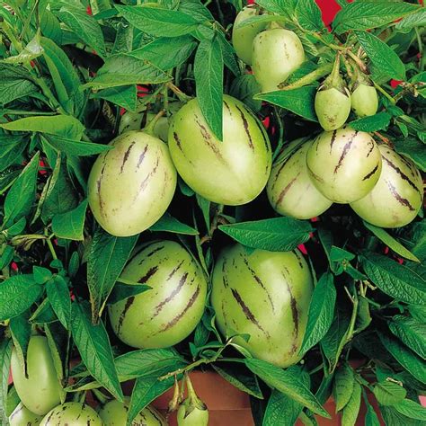 Pepino Melon Live Plant (Solanum muricatum) – veliyathgardens