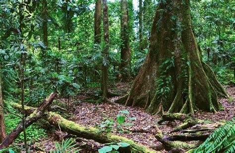 The Gondwana Rainforests of Australia | NSW National Parks