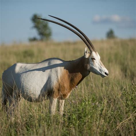 Scimitar-horned Oryx | The Wilds