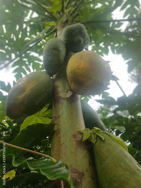 papaya tree and fruit Stock Photo | Adobe Stock