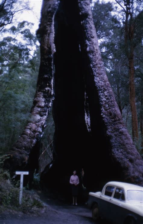 Weston Langford401640: Walpole Western Australia 'Tingle' Tree Photo Wendy Langford