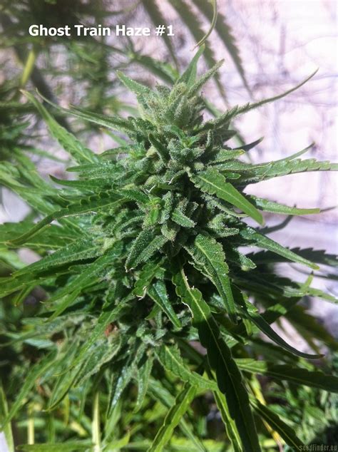 Galerie des Variétés: Ghost Train Haze #1 (Rare Dankness Seeds) PIC ...