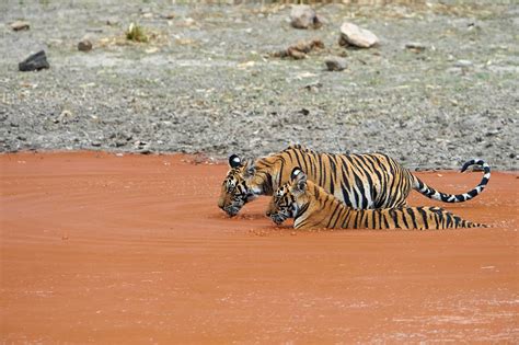 Bandhavgarh Tiger Photography Tour