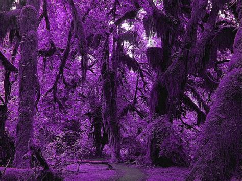 Purple Lavender Forest Wallpapers - Wallpaper Cave