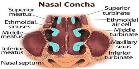 Concha nasal - Pesquisa Google | Maxillary sinus, Nasal septum, Dental ...