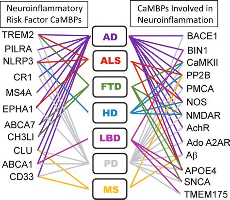 Calmodulin binding proteins linked to neuroinflammation in specific ...