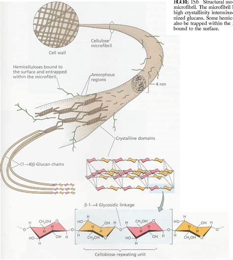 [PDF] Cell Walls: Structure, Biogenesis, and Expansion | Semantic Scholar