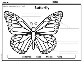 Butterfly Label It & Puzzle Parts Activity (FREE) by Teach Me Visually