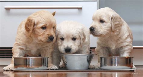 Best Food for Golden Retrievers with Allergies - The Happy Puppy Site