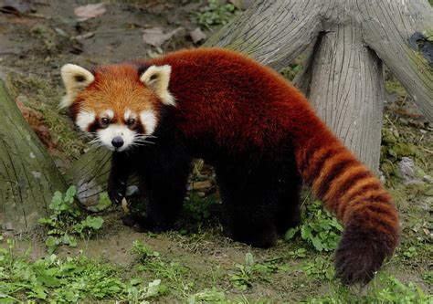 Red Panda ~ Animals World
