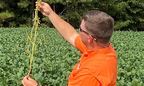 Visual Guide to Soybean Growth Stages | Land-Grant Press