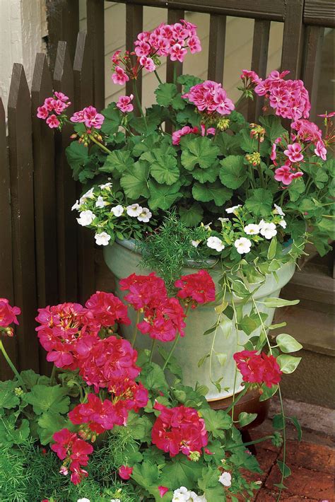 RX_Plant Geraniums in Containers #ContainerGarden # ...