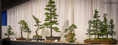 Zen Garden and Bonsai