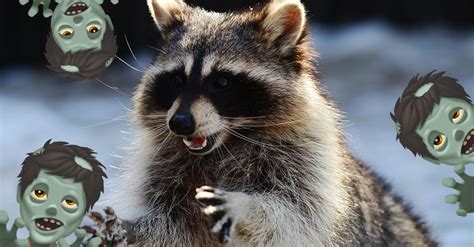 'Zombie Raccoons' Are Traumatizing an Ohio Town - VICE