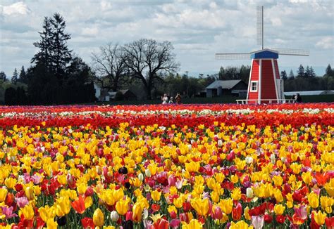 Father Julian's Blog: Tulip Farm