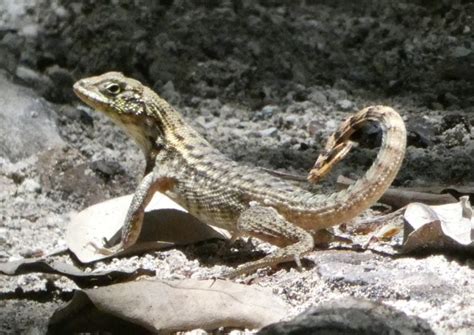 Why Do Curly Tail Lizard Population Boom In Florida