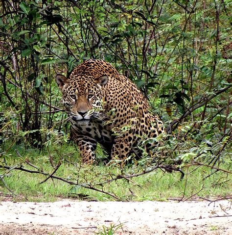 Absolute unit of a Pantanal jaguar. : r/natureismetal