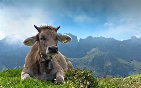 Download Animal Cow HD Wallpaper