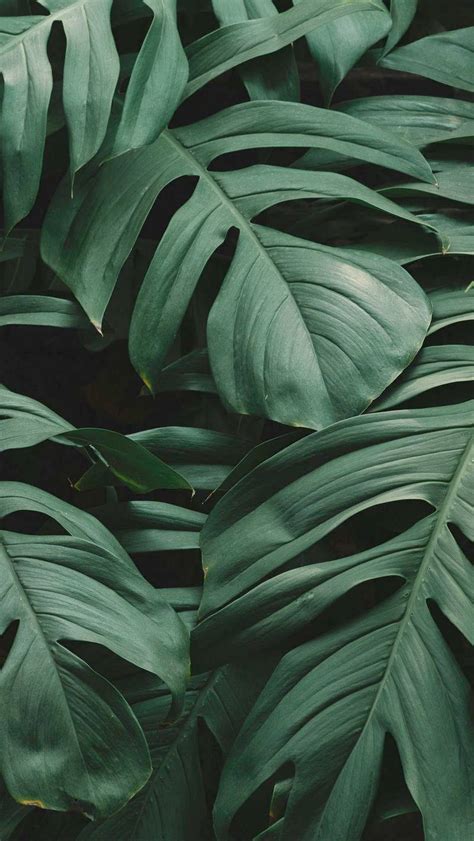 Green Leaf Wallpaper With White Background