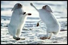 Arctic Hare Habitat