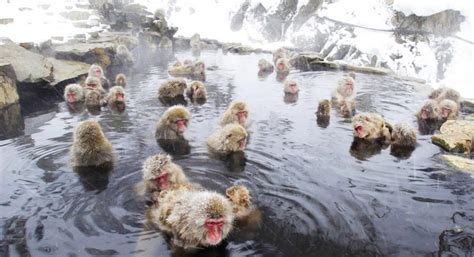 Jigokudani Monkey Park: How to see the snow monkeys | JRailPass