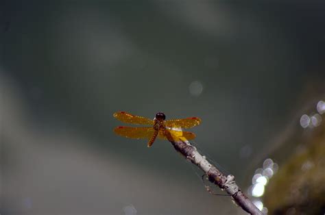 Eastern Amber Wing Dragonfly Free Photo Download | FreeImages