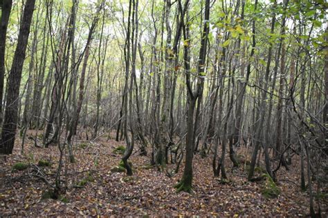 Paul's Wood © N Chadwick :: Geograph Britain and Ireland