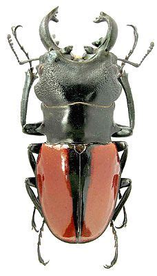 Stag Beetle | Insects, Beetle insect, Bugs and insects