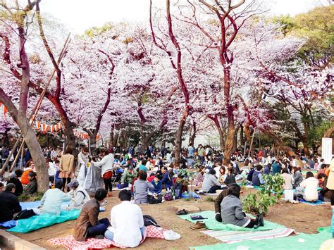 June Box Theme: Hanami Picnic | TokyoTreat: Japanese Candy & Snacks Subscription Box