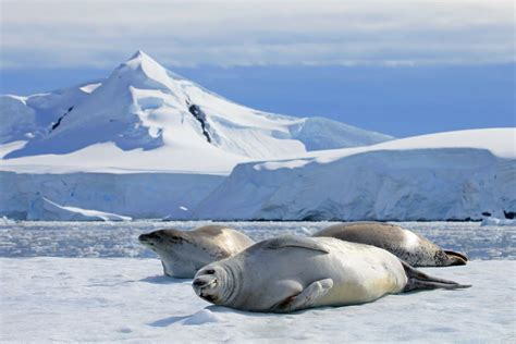 Weddell Sea & Antarctic Peninsula | Antarctic Polar Expeditions