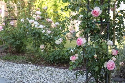 5 Best Cottage Garden Roses to Grow in Your Yard - Hydrangea Treehouse