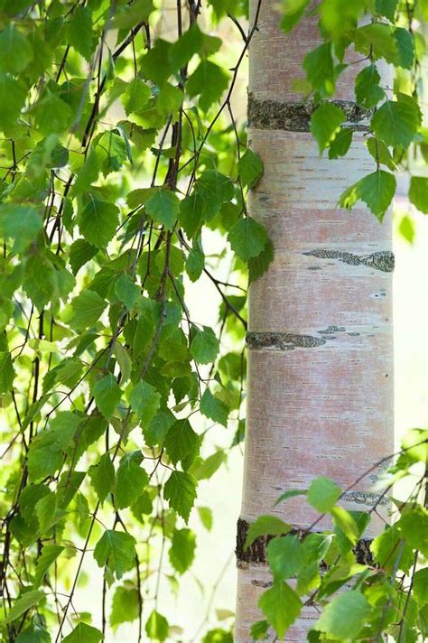 Weeping Birch Trees - Which Weeping Birch Varieties to Choose