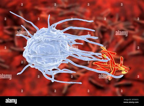 Macrophage engulfing TB bacteria. Computer illustration of a macrophage ...