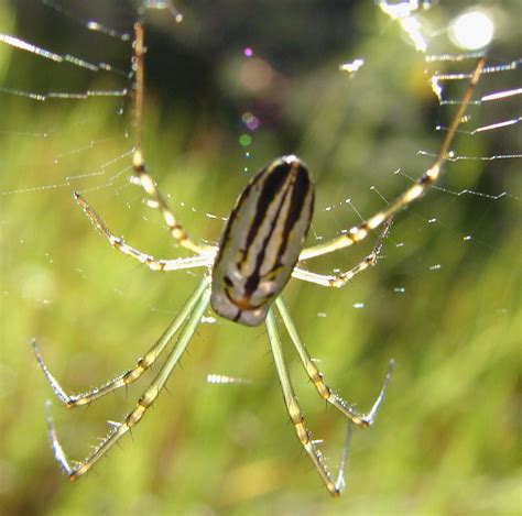 Arachnids | SPORTSMANS CREEK CONSERVATION AREA