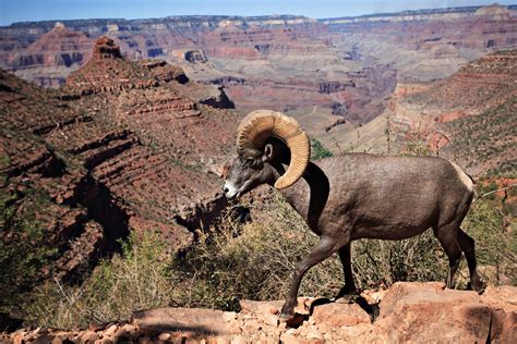 Grand Canyon Wildlife II | I was only a few feet away from t… | Flickr